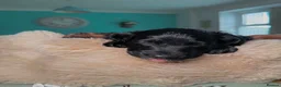 Cockapoo dogs for sale: 5 Gorgeous F2 cockapoos  - Advert 14