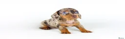 Miniature Dachshund dogs for sale: Short Haired miniature dachshund Puppy’s  - Advert 5