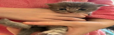 Mixed Breed Kitten 4