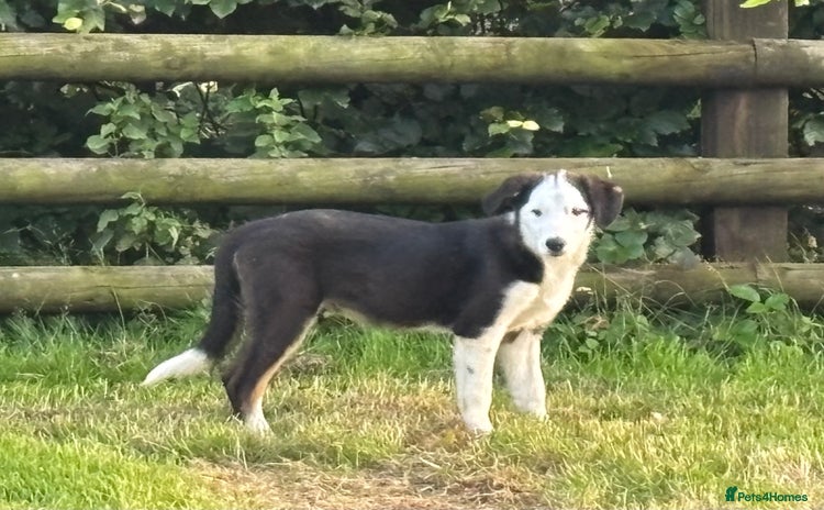 Border Collie dogs - Advert 2