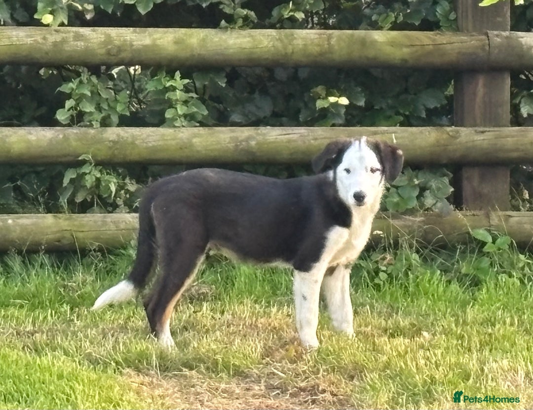 Border Collie dogs for sale: Border Collie Male - Image 1