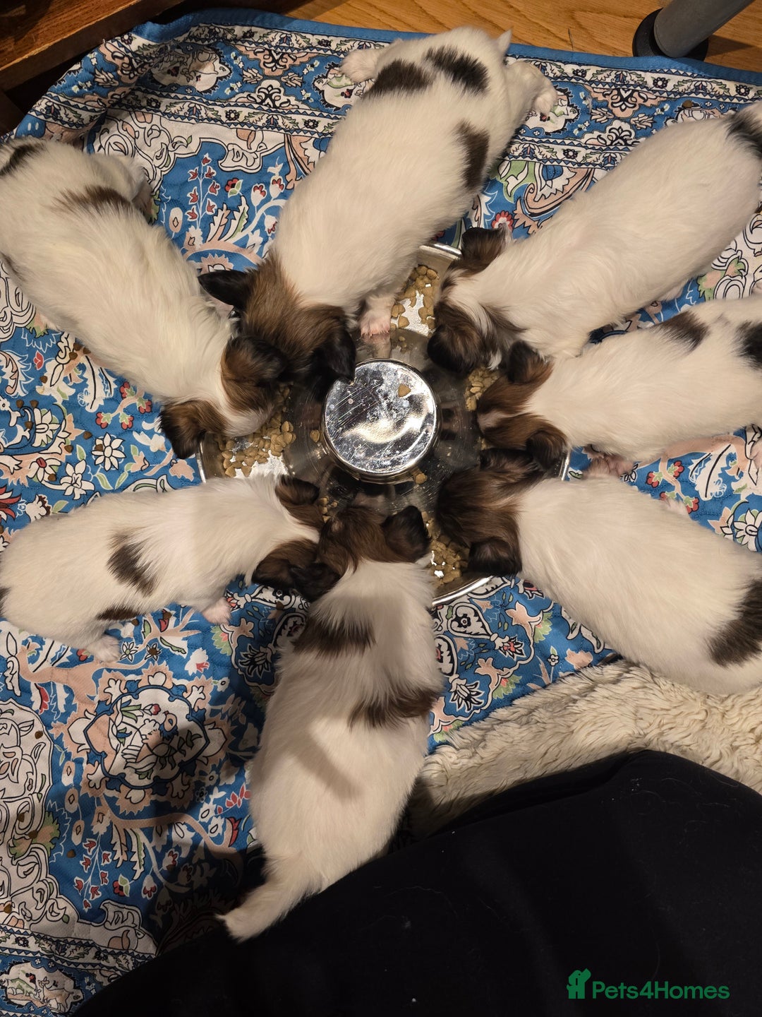 Papillon dogs for sale: ROYAL KENNEL CLUB registered,  DNA tested perents  - Advert 3