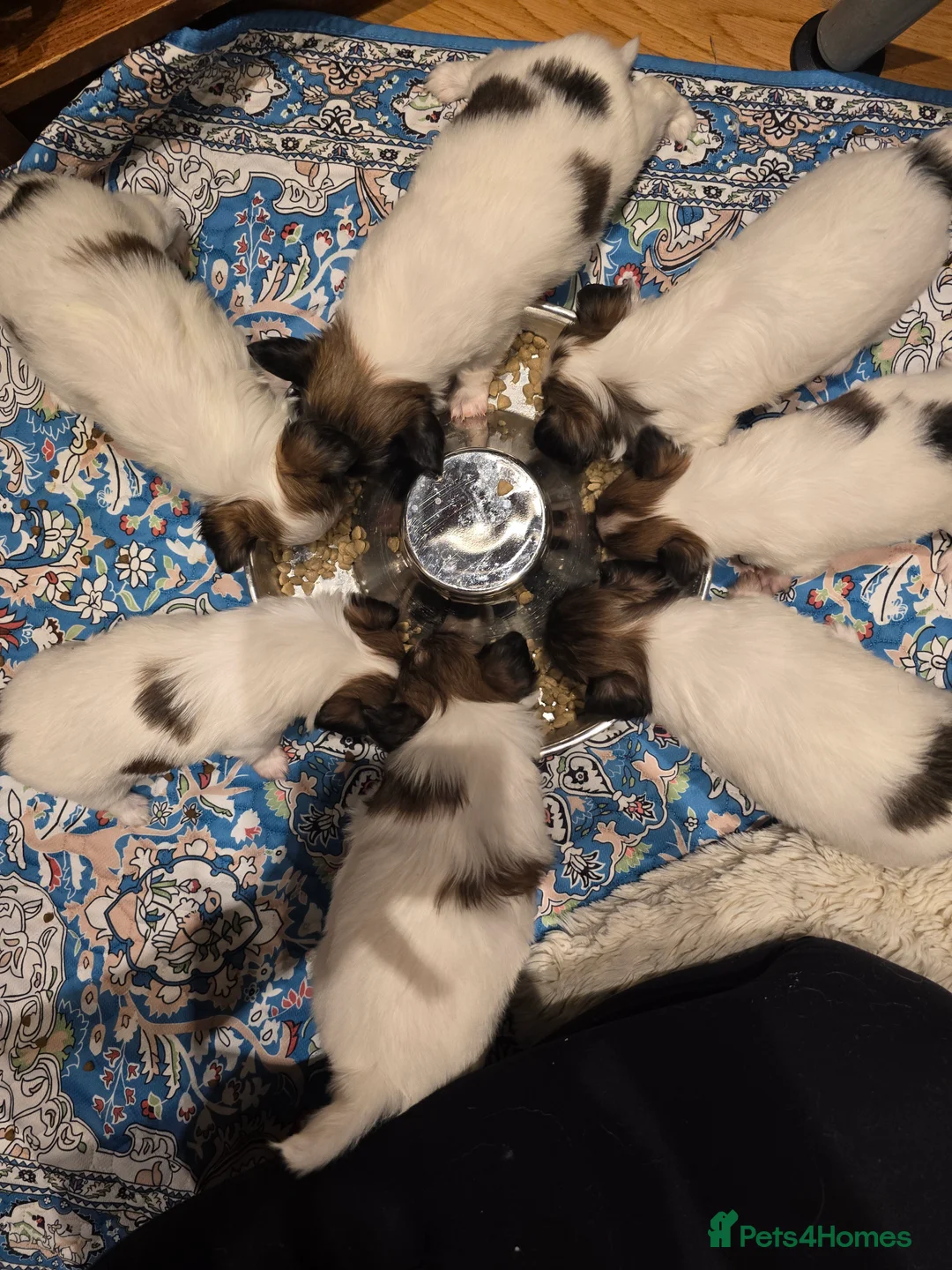 Papillon dogs for sale: ROYAL KENNEL CLUB registered,  DNA tested perents  - Advert 7