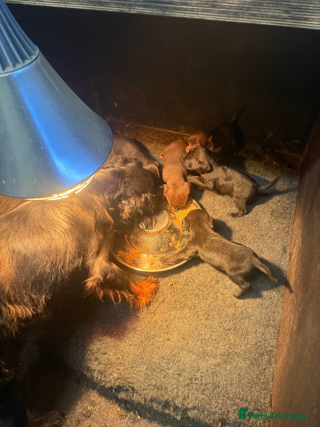 Mixed Breed dogs for sale: COCKER SPANIEL X PATERDALE TERRIER - Advert 1