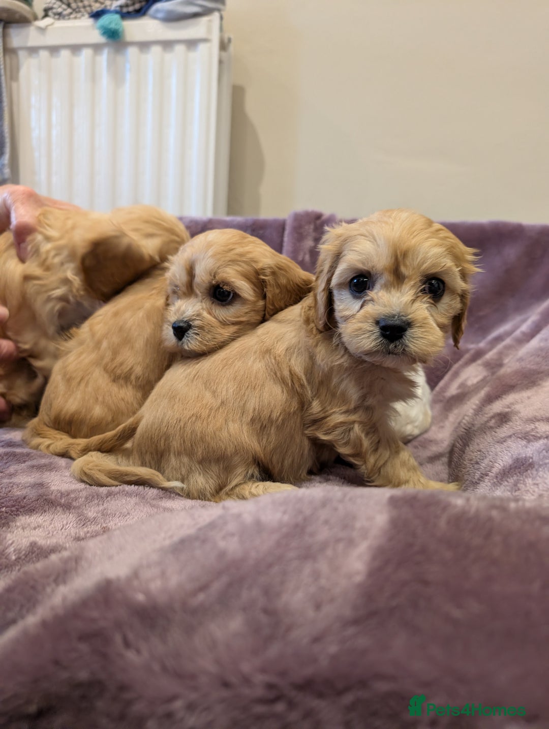 Cavachon dogs for sale: 8 Beautiful Cavachons💙💙💙🩷🩷🩷🩷🩷 - Image 13