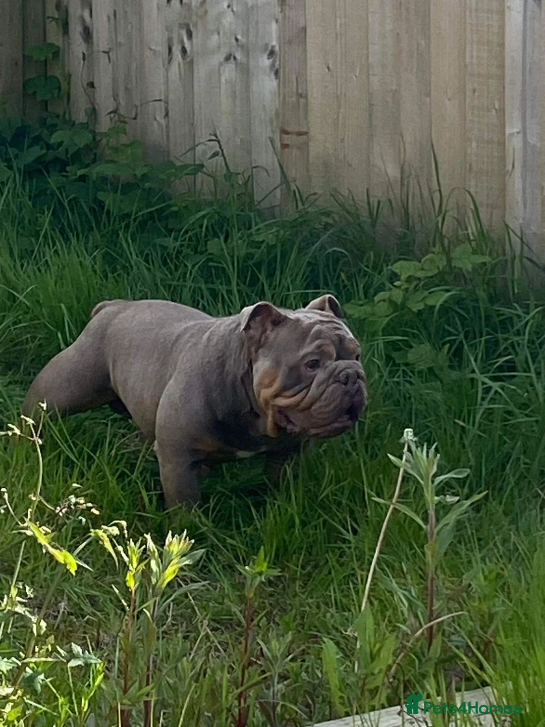 Mixed Breed dogs for sale: English bulldogs  - Advert 11