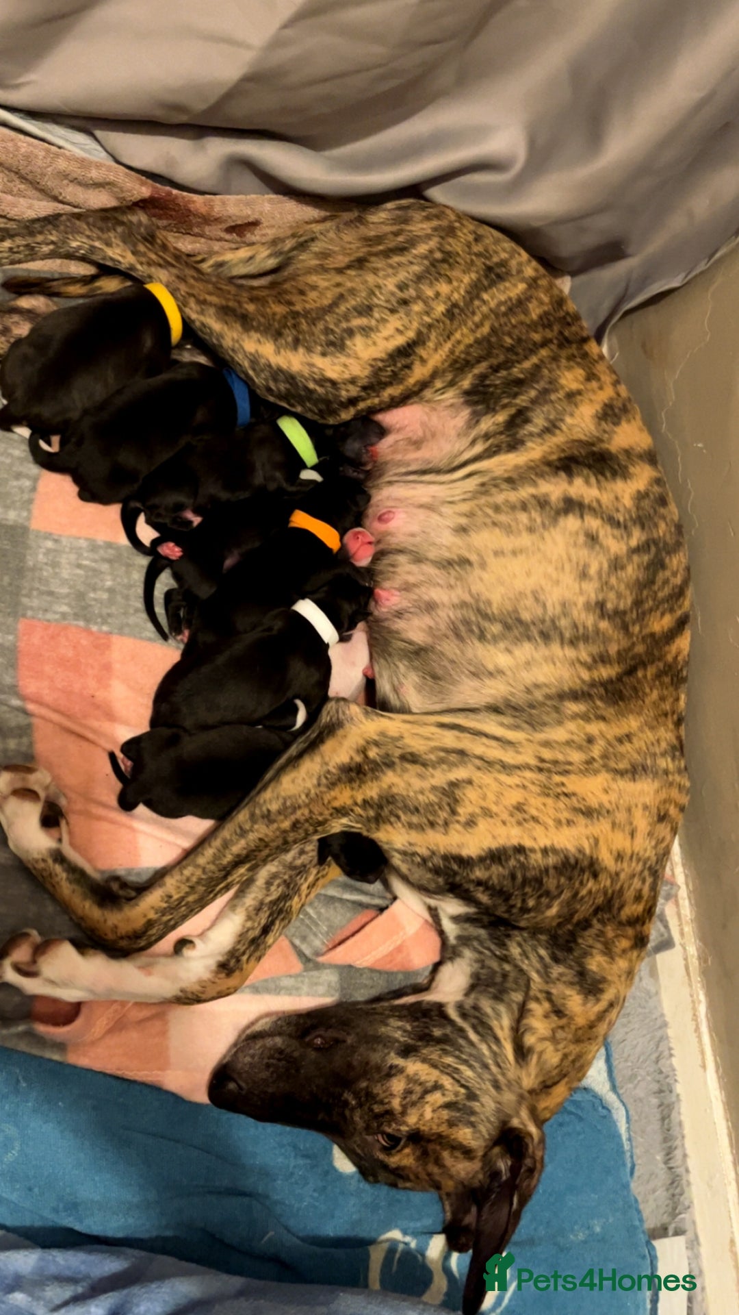 Mixed Breed dogs for sale: Gray bull hounds  - Advert 3