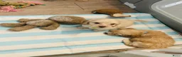 Cockapoo dogs for sale: Stunning litter of F1 cockapoo puppies  in Gravesend - Advert 14