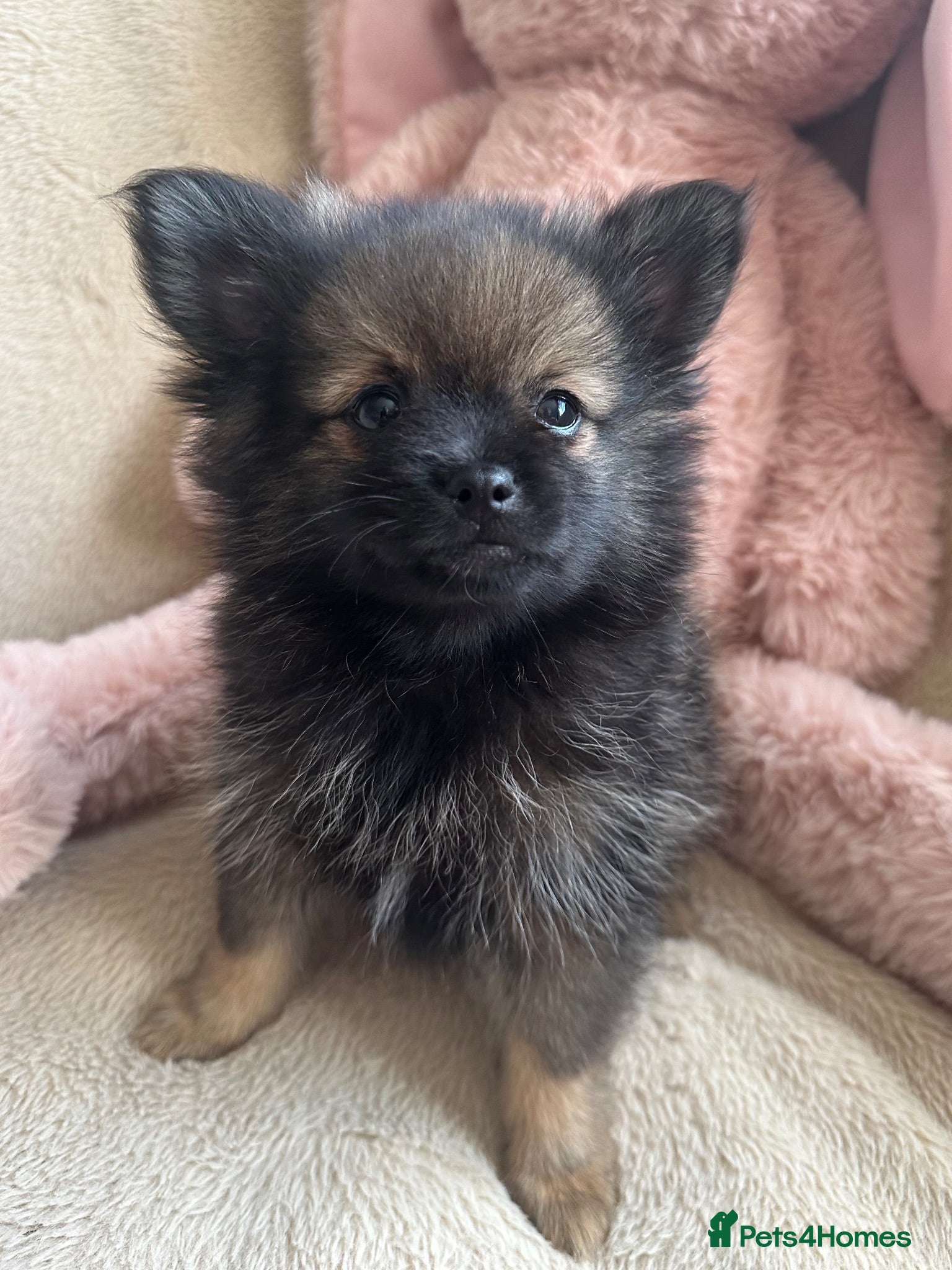 Pomeranian dogs Pomeranian  - Advert 2