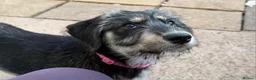 Mixed Breed dogs for sale: Beautiful family raised Husky x Springador Puppies - Advert 5