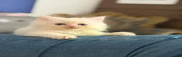 Perdoll cats for sale: Stunning Perdoll kittens ⭐️⭐️⭐️ - Advert 3