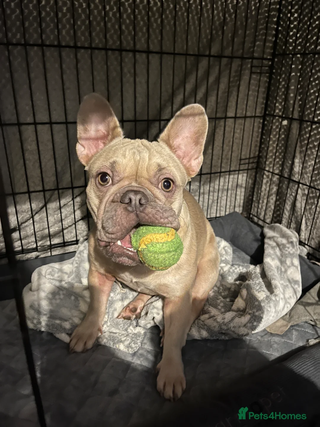 French Bulldog dogs for sale: French bulldogs for sale  in Basildon - Advert 2