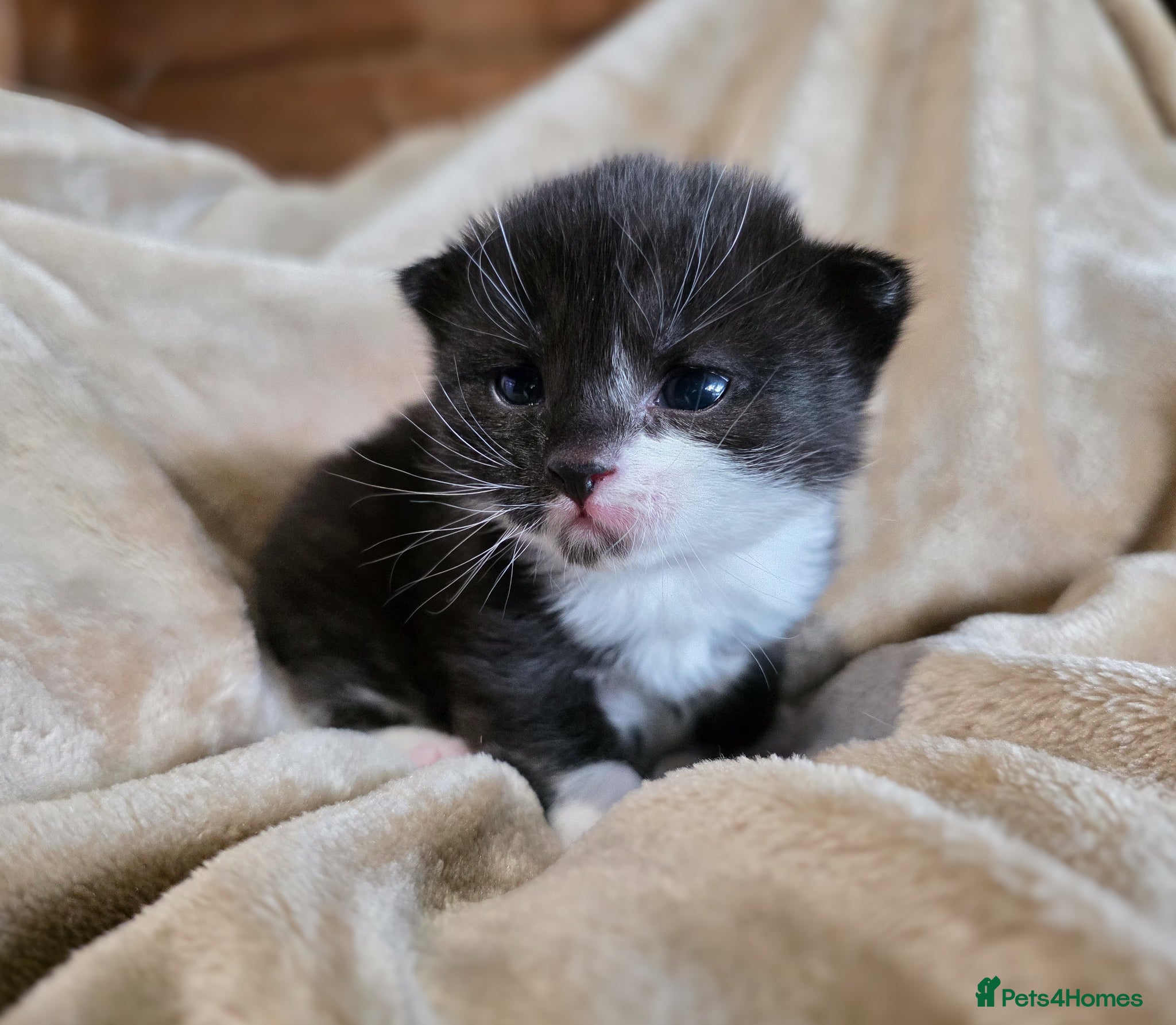 Mixed Breed cats for sale: Tabby farm kittens  - Advert 14