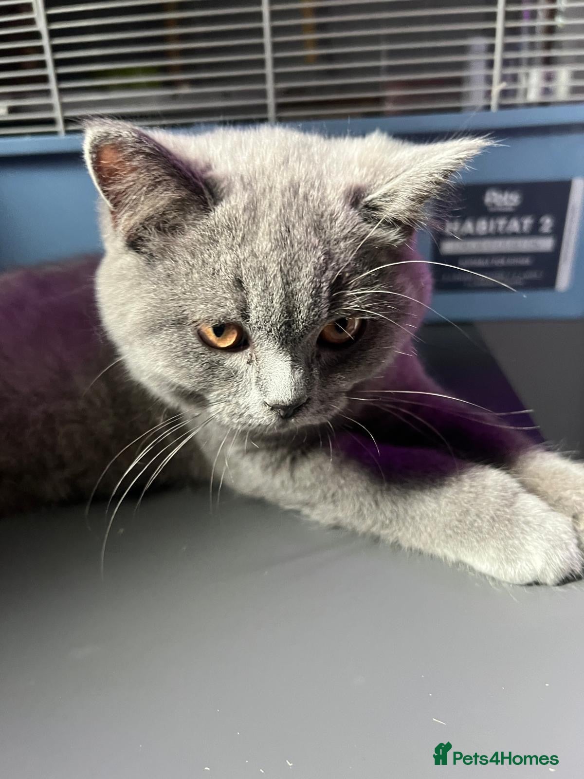 British Shorthair cats for sale: BOY British Shorthair for sale 7 months  - Advert 18