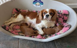 Cavalier King Charles Spaniel dogs for sale: 2 Stunning Girls - Image 6