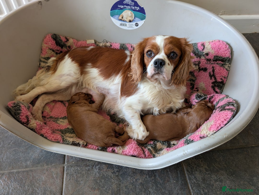 Cavalier King Charles Spaniel dogs for sale: 2 Stunning Girls - Image 6