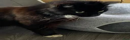 Domestic Shorthair cats for adoption: Percy is looking for a peaceful home - Advert 2