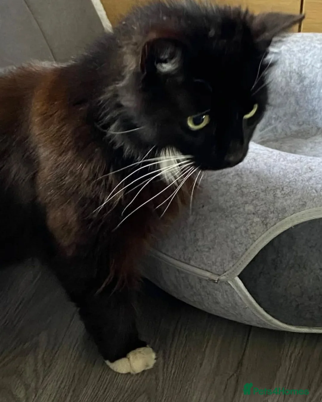 Domestic Shorthair cats for adoption: Percy is looking for a peaceful home - Advert 2