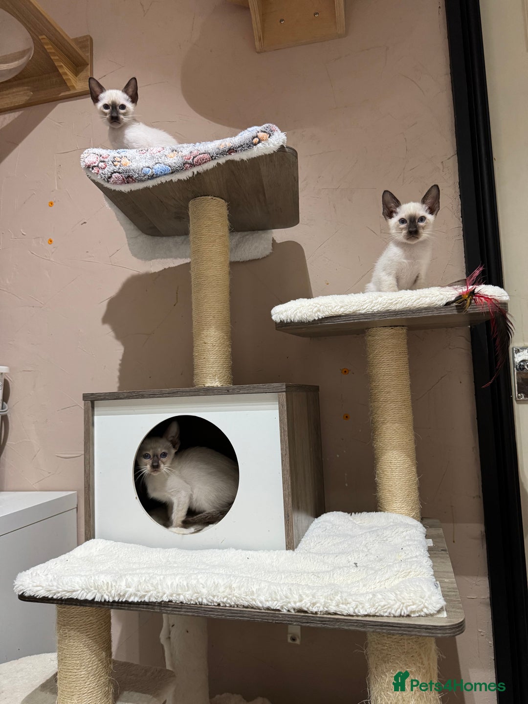 Siamese cats for sale: 1 cute Siamese girl available now-fully vaccinated - Image 16