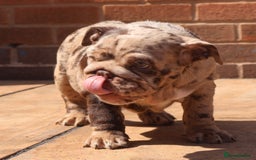English Bulldog dogs for sale: Bettie & 007 babies short compact   - Image 12