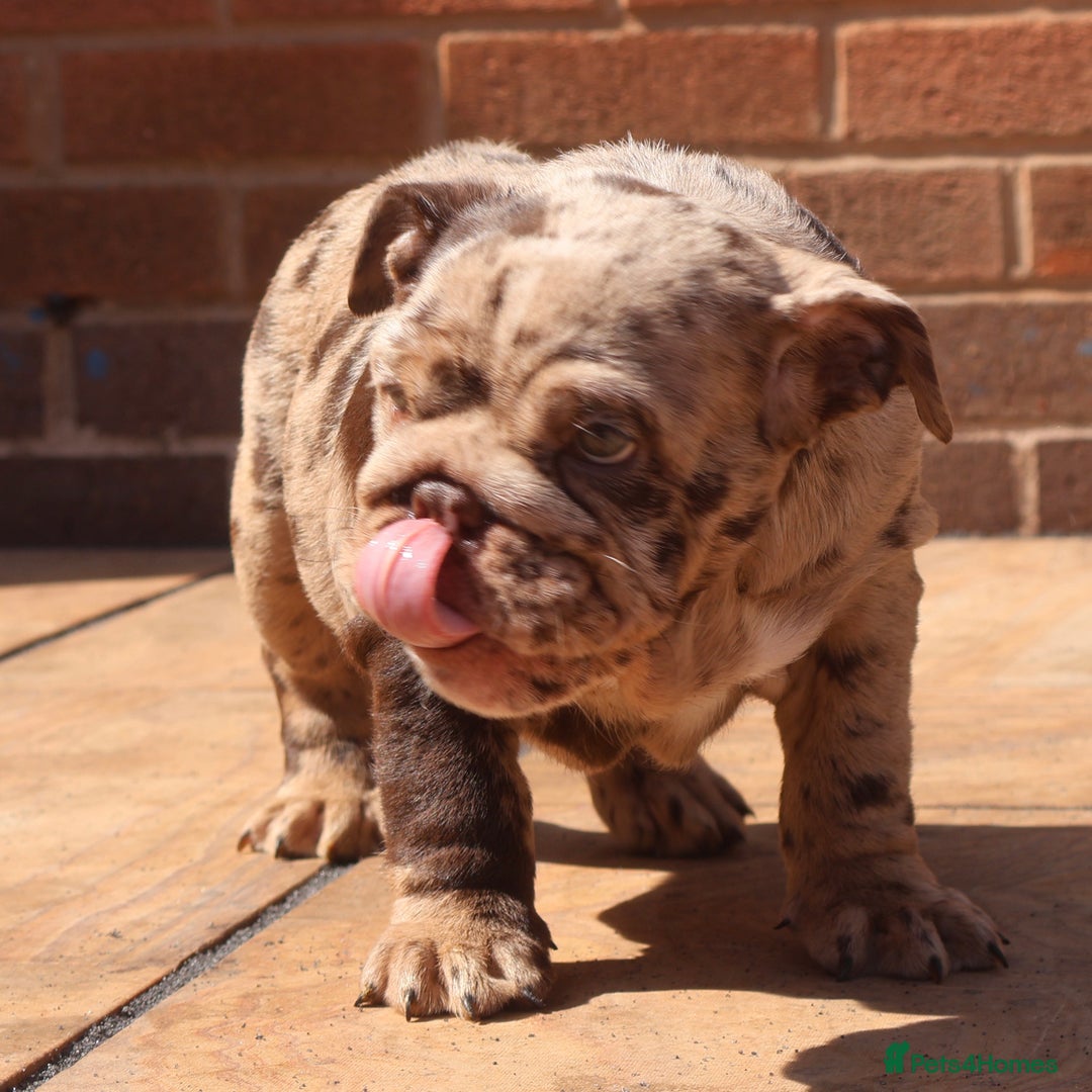 English Bulldog dogs for sale: Bettie & 007 babies short compact   - Image 12