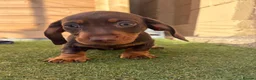 Miniature Dachshund dogs for sale: 3 female minature dachshund puppies  - Advert 4
