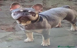French Bulldog dogs for sale: 5⭐️ french bulldog pups 🐾 - Image 33