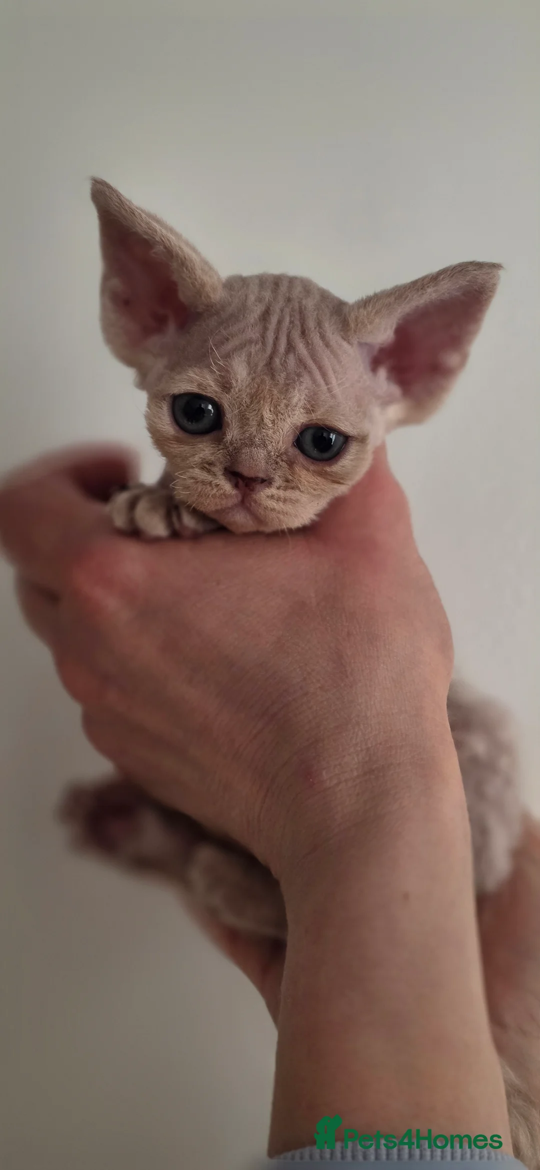 Devon Rex cats for sale: ❤️ Gorgeous Devon Rex Girls ❤️ - Advert 11