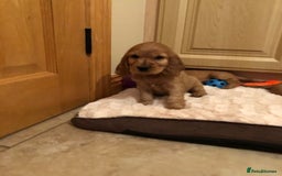 Cocker Spaniel dogs for sale: STUNNING HEALTH CHECKED PUPPIES  - Image 5