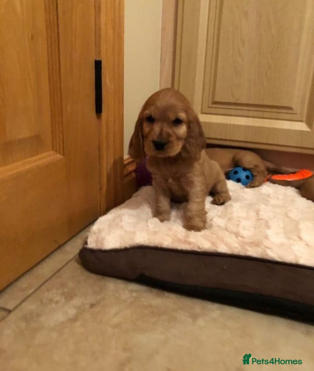 Cocker Spaniel dogs for sale: STUNNING HEALTH CHECKED PUPPIES  - Image 5