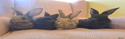 Continental Giant rabbits for sale: 10KG, Brc, show quality kits. MASSIVE  - Advert 15