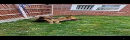 German Shepherd dogs for sale: German Shepherd puppy - Advert 15
