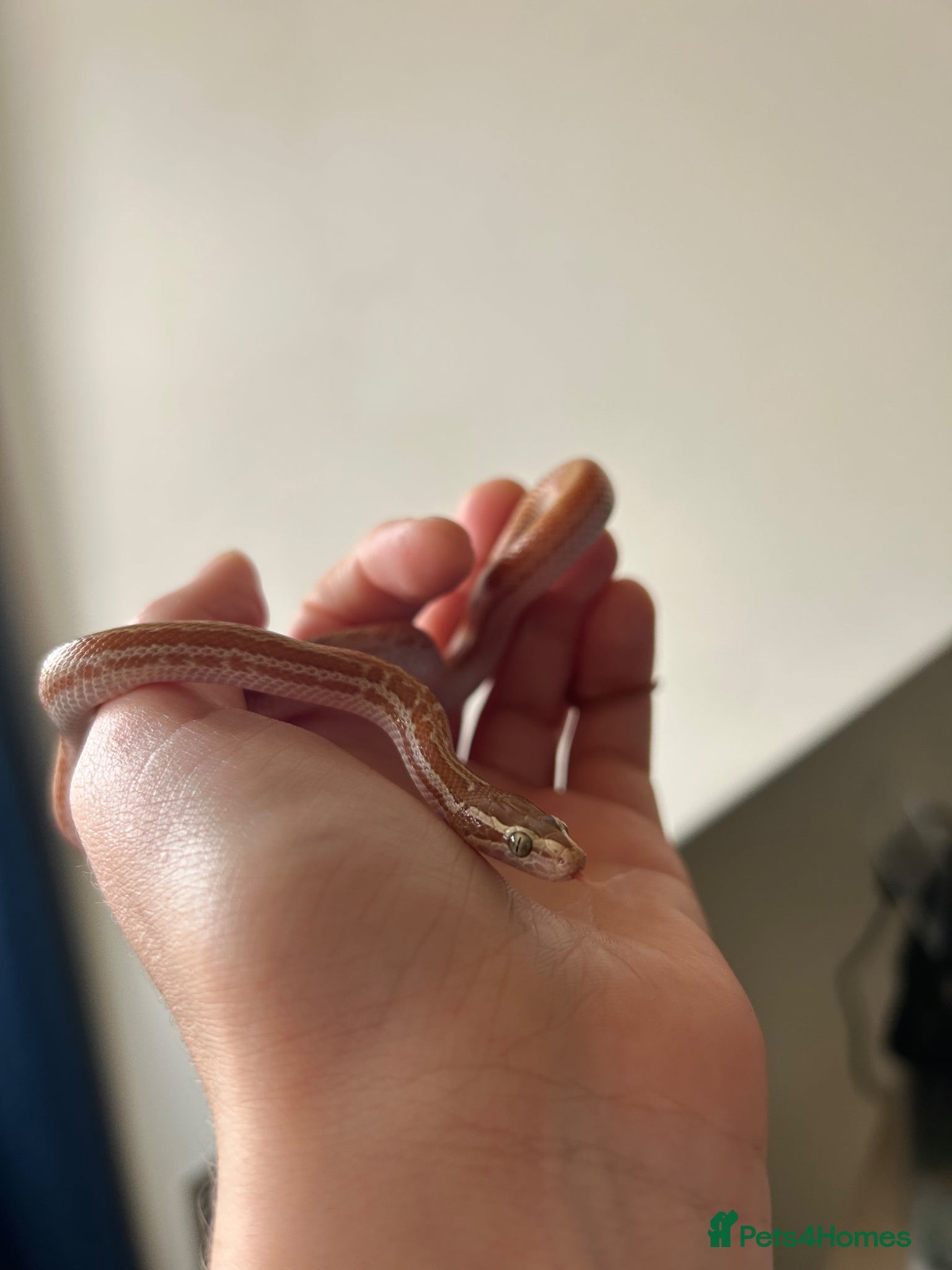 Snake reptiles CB24 female T+ Albino African House Snake - Advert 2