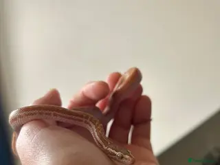 Snake reptiles CB24 female T+ Albino African House Snake - Advert 2