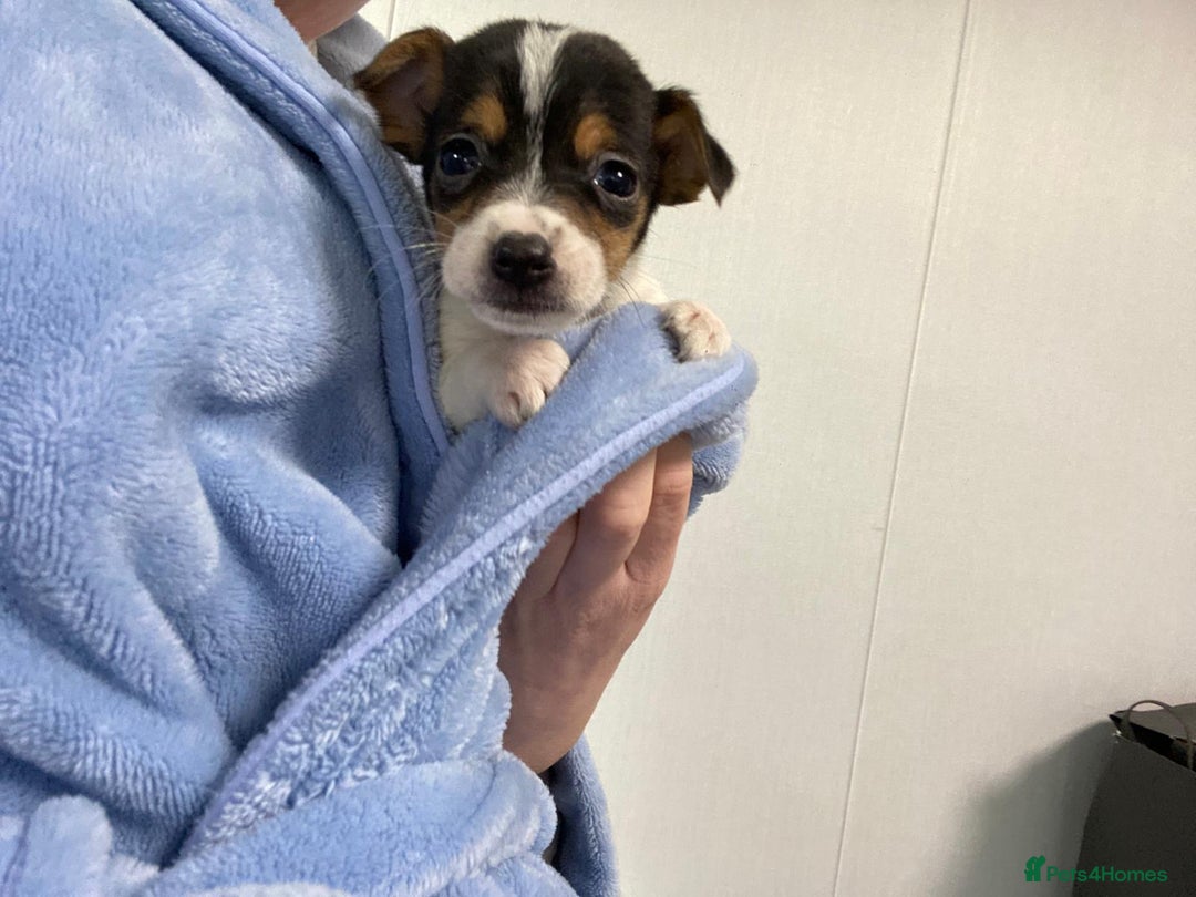 Jack Russell dogs for sale: Miniature Jack Russell puppies🐶 - Advert 11