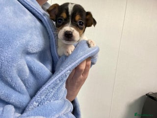 Jack Russell dogs Miniature Jack Russell puppies🐶 - Advert 6