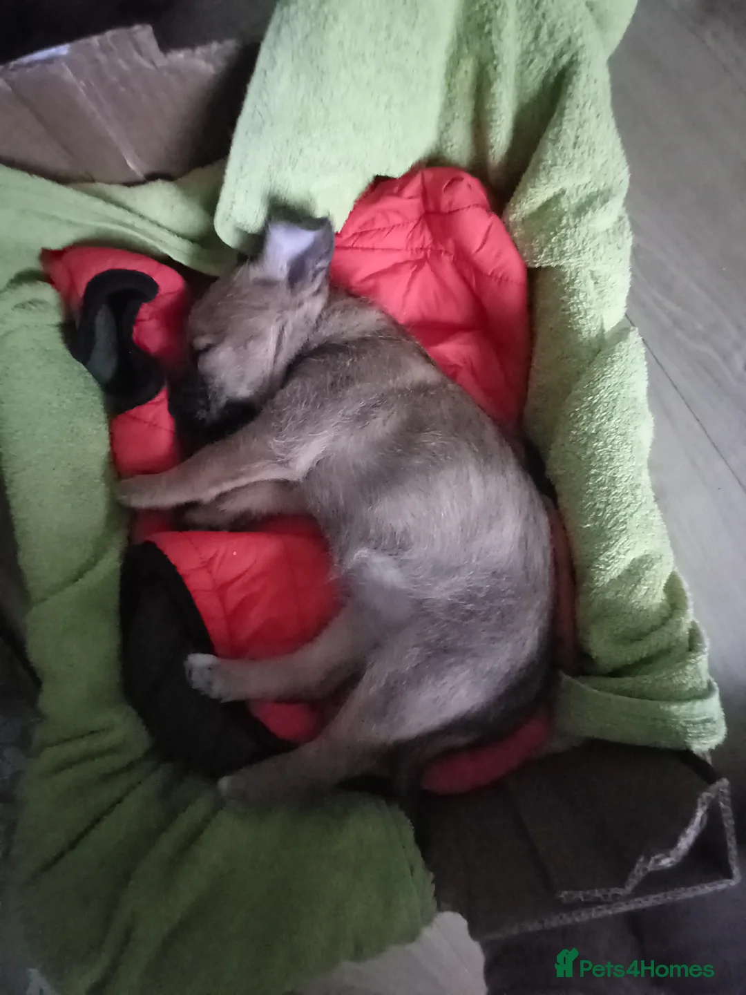 Cairn Terrier dogs for sale: Sweet Cairn Terrier girl puppy - Advert 2