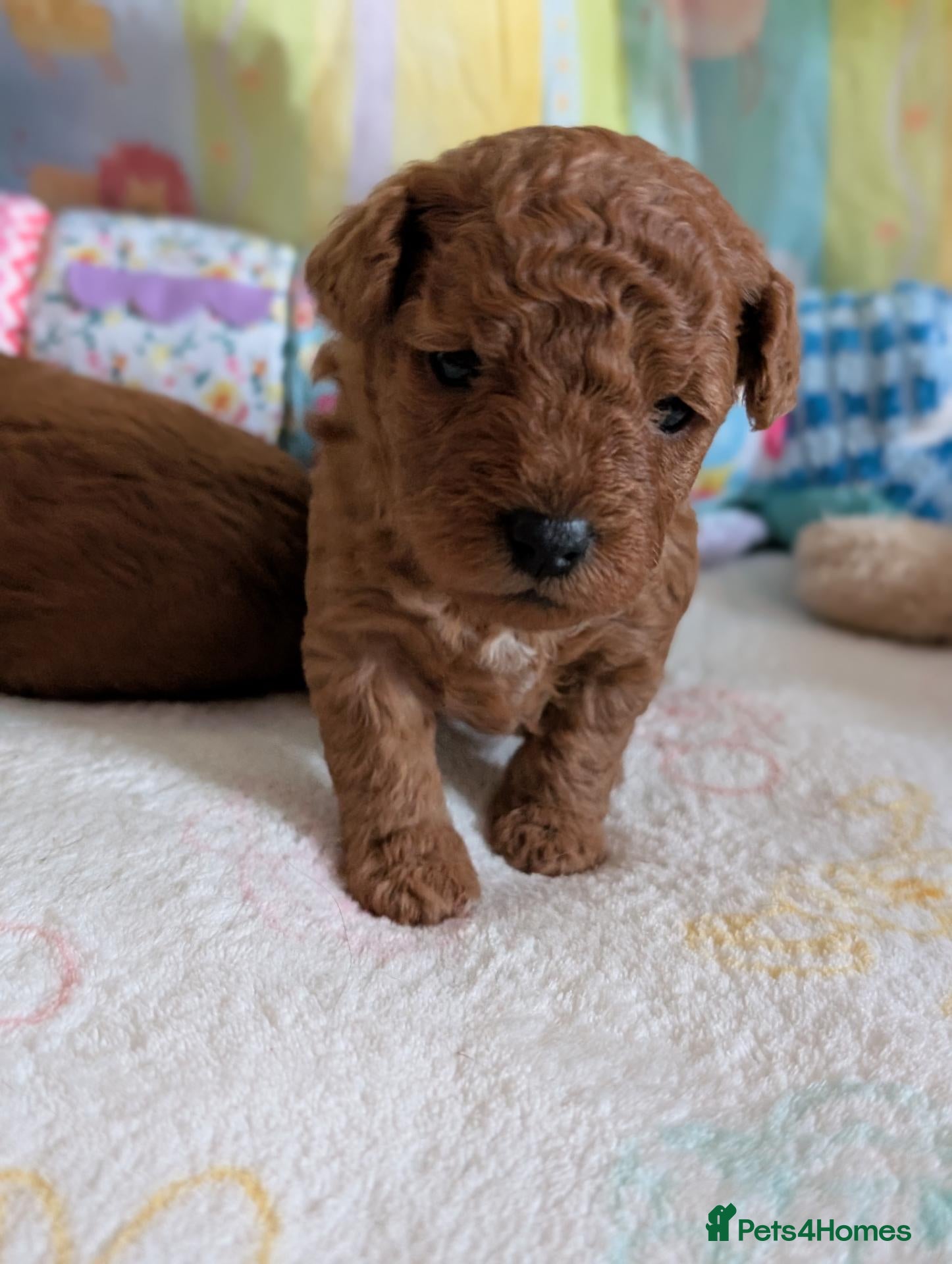 Cavapoo dogs F1B Deep Fox Red Toy DNA Clear Puppies  - Advert 2