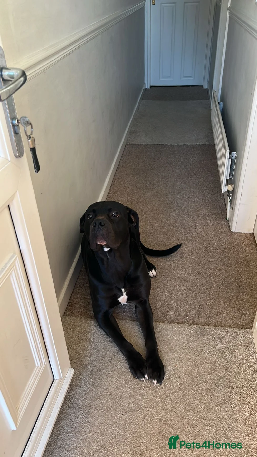 Mixed Breed dogs for sale: Cane corso/ grate dane male - Advert 3