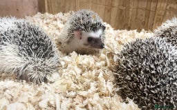 Pygmy Hedgehog rodents for sale: Stunning FEMALE African Pygmy Hedgehog Babies  - Image 5