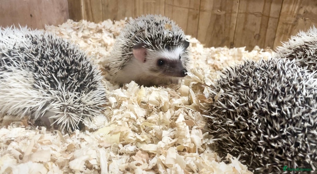 Pygmy Hedgehog rodents for sale: Stunning FEMALE African Pygmy Hedgehog Babies  - Image 5