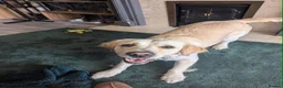 Golden Retriever dogs for sale: KC Pedigree Golden Retriever Puppies - Advert 12