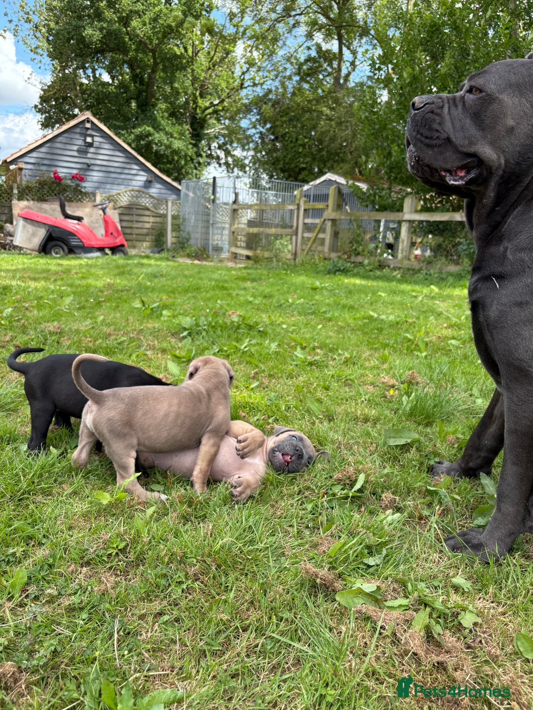 Cane Corso dogs for sale: Beautiful cane Corso puppies  - Image 6