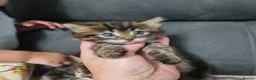 Siberian cats for sale: Fluffy kittens - Advert 4
