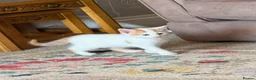 Turkish Angora cats for sale: Kittens - Advert 7
