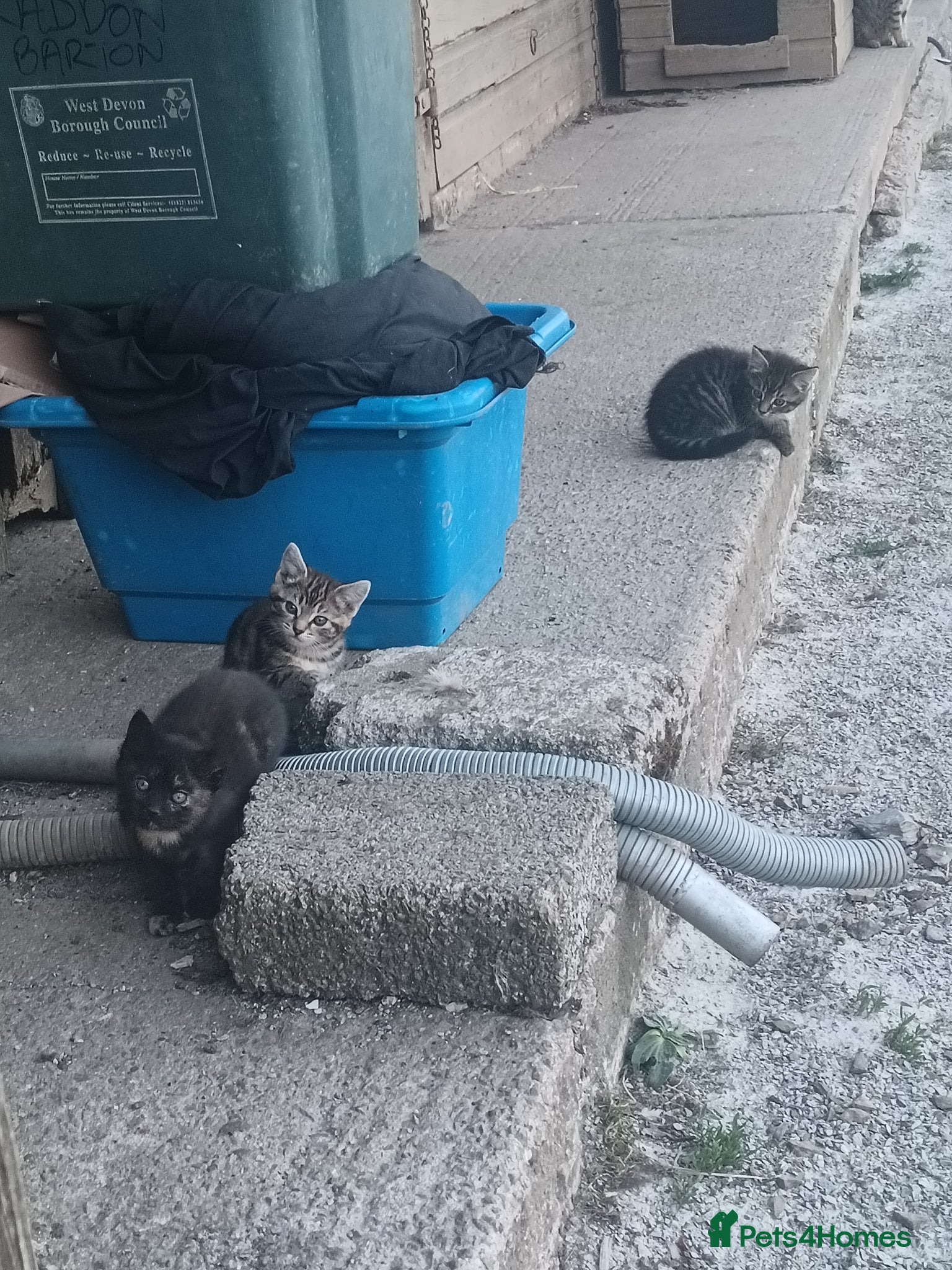 Domestic Shorthair cats Lovely kittens  - Advert 6