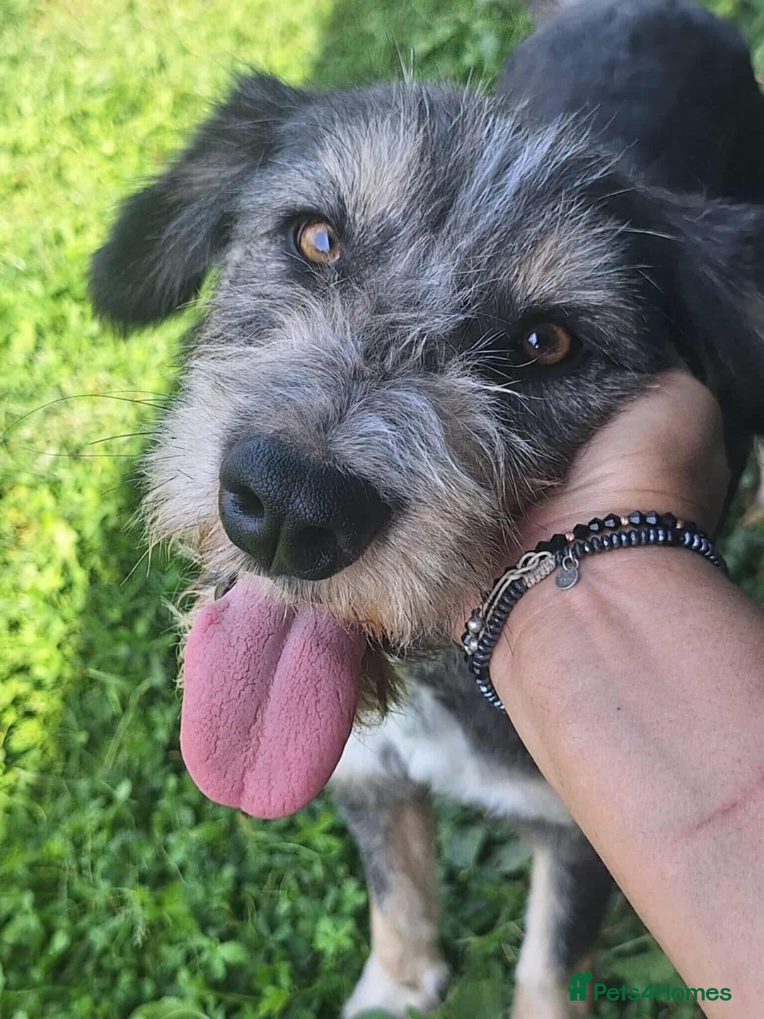 Mixed Breed dogs for adoption: Naty for adoption - Image 1