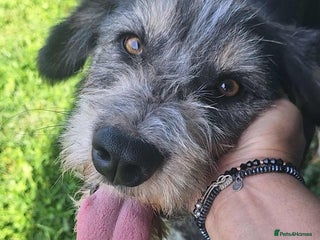 Mixed Breed dogs Naty for adoption - Advert 16