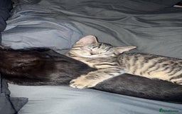 Bengal cats for sale: 2 cats just turned a year old  - Image 5