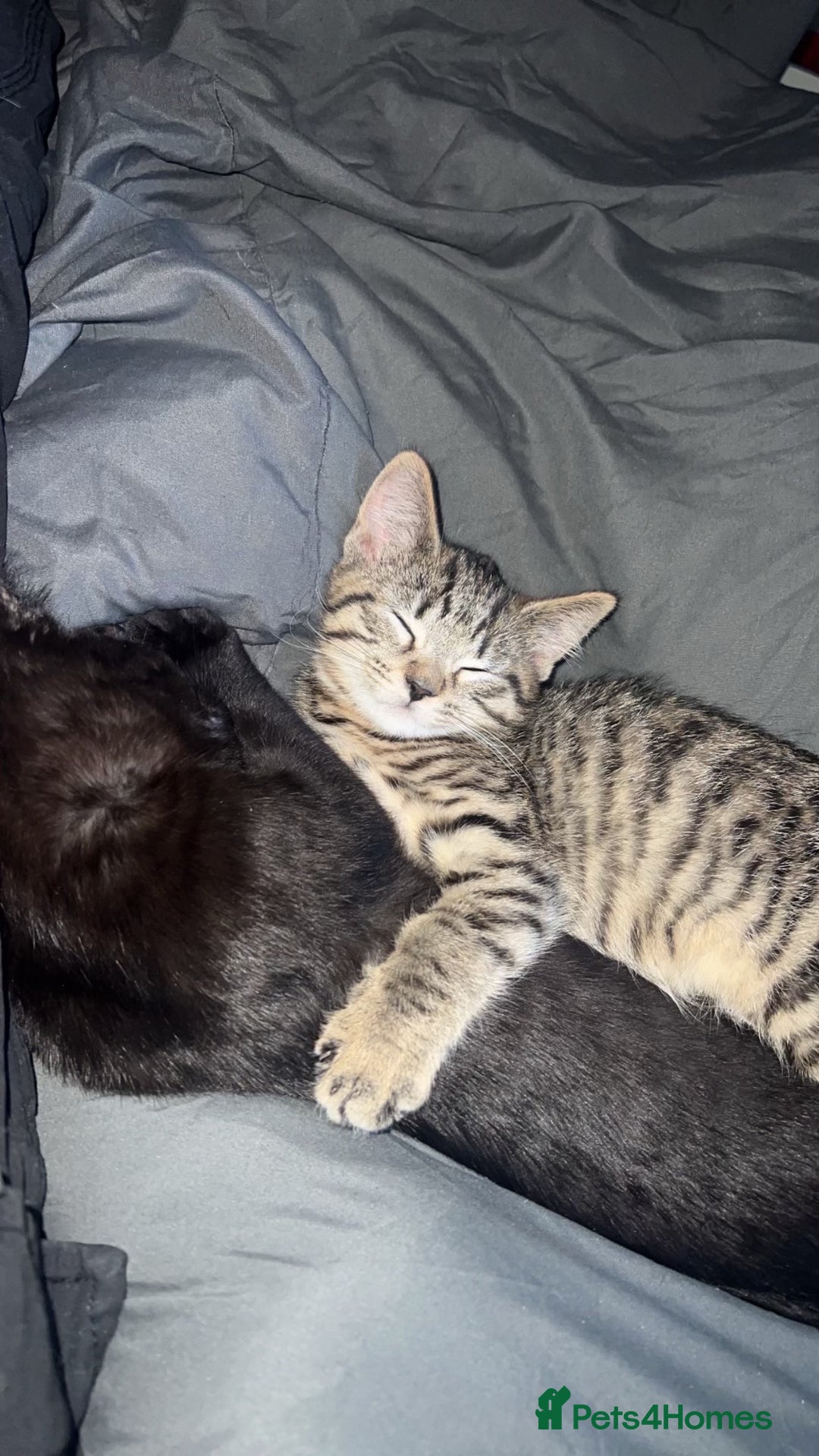 Bengal cats for sale: 2 cats just turned a year old  - Image 5